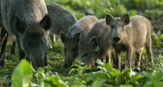 Откриха Африканска чума по свинете в Румъния