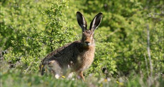Дивият заек изчезва от Родопите