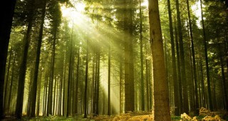 Европейски съд: Полша ще плаща по 100 000 евро на ден, ако продължи да сече защитената гора Беловежа