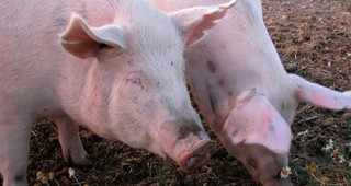 Русия спира вноса на свинско и говеждо месо от Бразилия