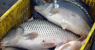 Започнаха засилени проверки на обектите за търговия с риба