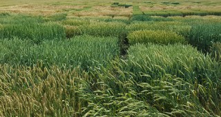 2017 година е рекордна по броя на получените заявки за сортоизпитване и признаване на нови сортове пшеници