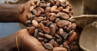 По-слаба реколта от какао и по-високи цени през новата година