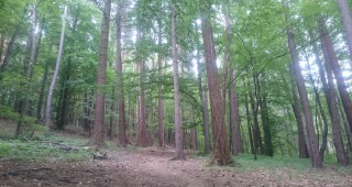 Масирани съвместни акции за незаконна дървесина на територията на РДГ Пловдив