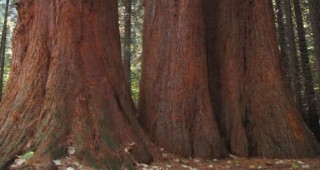 Три величествени вековни секвои в местността Ючбунар са любимите дървета на 2017 година