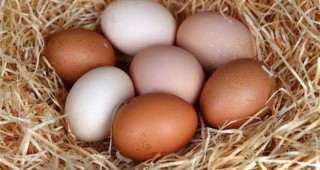 От Нова година яйцата в германските магазини ще поскъпнат чувствително