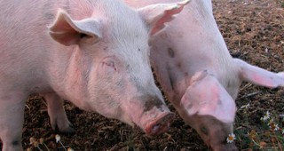 Отпускат се допълнителни 5 млн. лева за мерки срещу птичи грип и африканска чума по свинете