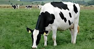 ИАСРЖ ще доказва чистопородността при говедата и биволите