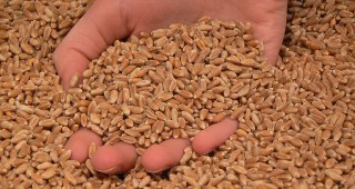 Изненадващо раздвижване в цените на някои зърнени контракти по световните борси