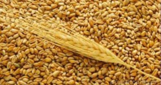 Рекордна зърнена реколта в Русия