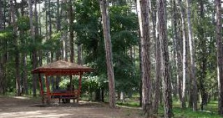 Започва премахването на сухите и опасни дървета в Борисова градина