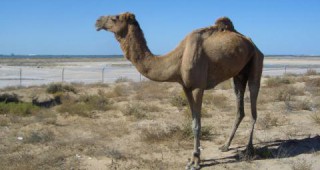 Дивите камили в Австралия са заплаха за екологията и селското стопанство