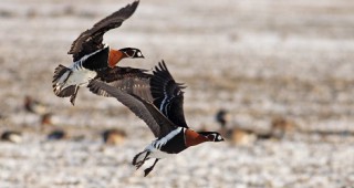 РИОСВ – Монтана участва в 42-то среднозимно преброяване на зимуващите водолюбиви птици