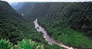 Забрана за износ на тропическа дървесина беше въведена в Суринам