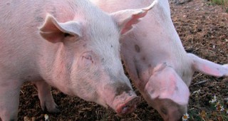 Създава се оперативен щаб за превенция на африканската чума по свинете