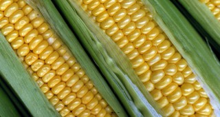 Нови проучвания разкриват, че генно-модифицираната царевица може да уврежда органите