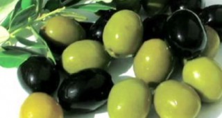 КОПА и КОДЖЕКА изразиха остра критика срещу решението на САЩ да вдигнат вносното мито за испански маслини