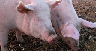 Полските стопани настояват за спешни мерки срещу африканската чума по свинете