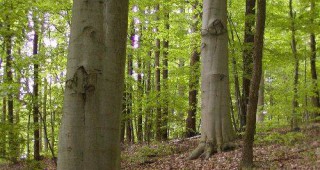 В Швейцария преместиха 80-годишно дърво