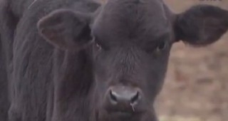 Система за лицево разпознаване за крави разработи ирландска компания