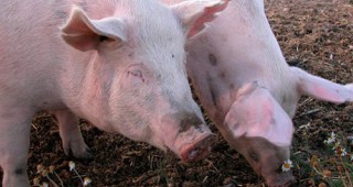 Британски учени искат да селектират свине, устойчиви на вируса на Африканската чума