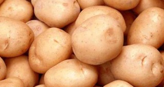 Голяма част от картофите във Велинградско са непродадени