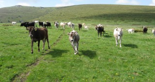 Бразилия възобнови износа на живи говеда