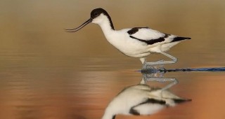 Ново проучване изследва предпочитанията на птиците в Атанасовско езеро