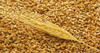 Износът на пшеница от ЕС ще отбележи най-ниското си ниво от 5 години насам