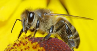 Безпилотни летателни апарати в бъдеще могат да заместят пчелите