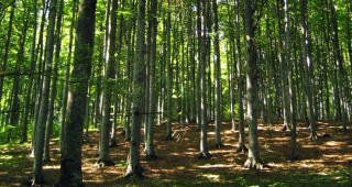Вековните букови гори в Централен Балкан стават част от обект на ЮНЕСКО