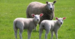 По-адекватна подкрепа към секторите овцевъдство и козевъдство