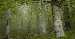 Вековните букови гори в Централен Балкан стават част от обект на ЮНЕСКО