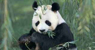 Световният фонд за дивата природа ще строи резервати за панди