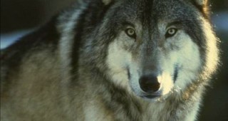 Нараства броят на вълците в Бургаско