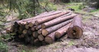 23 кубика дървесина са задържали служители на ИАГ