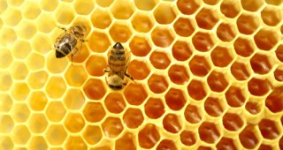 ЕФСА потвърди оценката си за риска за пчелите от неоникотиноидите
