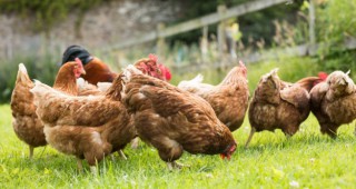 БАБХ откри огнище на птичи грип в птицеферма в Генерал Тошево