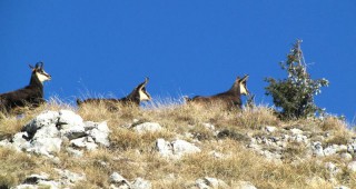 РИОСВ – Смолян започна преброяването на дивата балканска коза в Западните Родопи