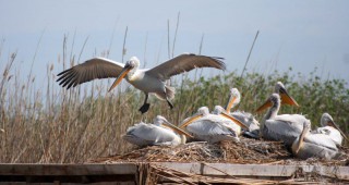 Дребни хищници подплашиха гнездящите пеликани в Сребърна