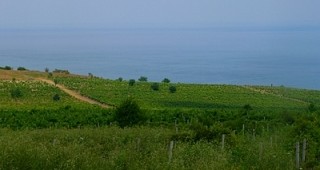 Празници Море от вино се организират в Поморие