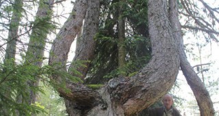 Вековно дърво край село Борино е обявено за защитено