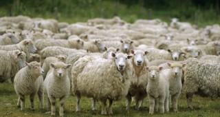 Предстои Седми Национален събор на овцевъдите в България