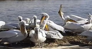 Гнездовият период на пеликаните се възобновява