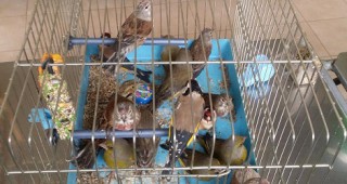 28 защитени диви пойни птици спасиха експерти от РИОСВ – Пловдив
