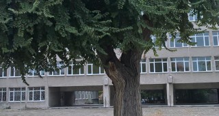 Полски бряст е първото вековно дърво в гр. Хасково