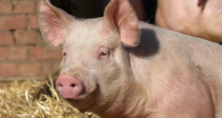 Дания затваря сухоземната си граница заради болестта африканска чума по свинете