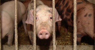 В европейските ферми голяма част от прасетата се отглеждат нелегално