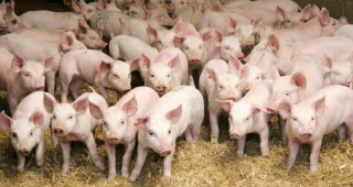 За нови случаи на aфриканска чума по свинете съобщават властите в Полша