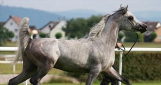Започват проверки на всички животновъдни обекти, в които се отглеждат коне